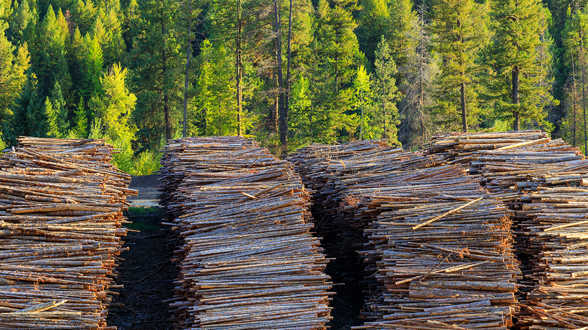 Multiple piles of wood in a forest